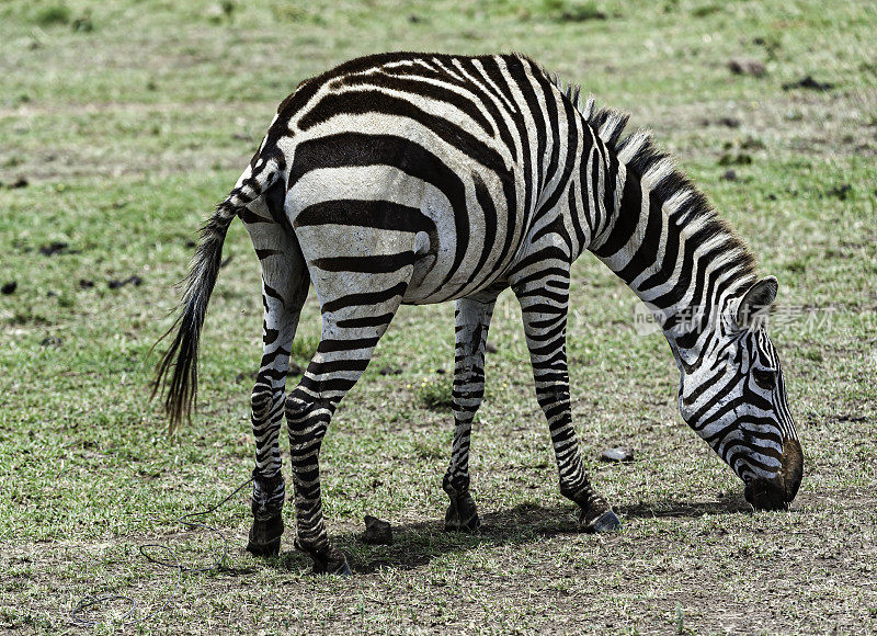 格兰特斑马(Equus quagga boehmi)是平原斑马的七个亚种中最小的。这个亚种代表了塞伦盖蒂-马拉生态系统的斑马形态。肯尼亚马赛马拉国家保护区。偷猎者的后腿上的铁丝陷阱。